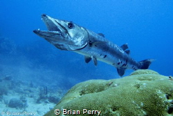 Great Barracuda being cleaned by Cleaning Gobi - Key Larg... by Brian Perry 